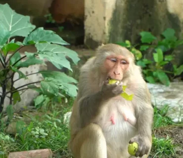 Truesewa- Monkey Feeding-1 (1)