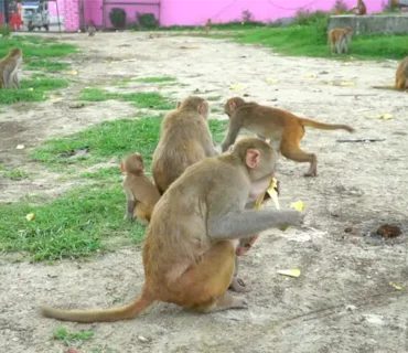 Truesewa- Monkey Feeding-1 (2)
