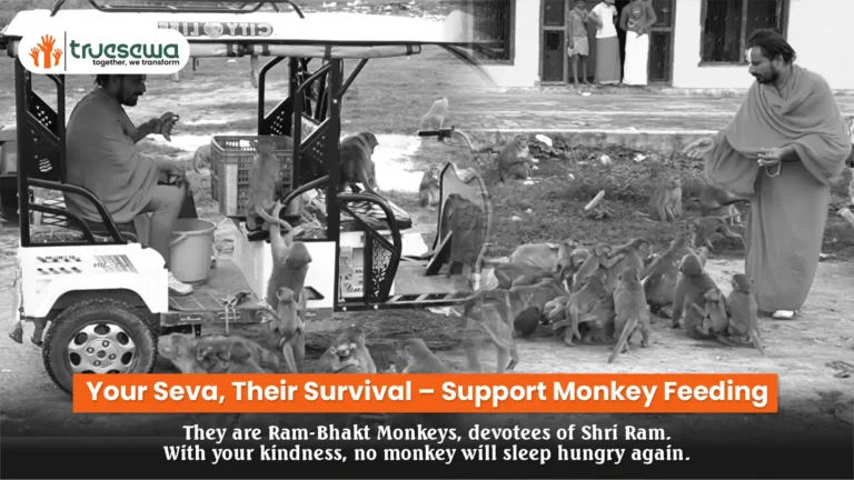 Your Seva, Their Survival – Support Monkey Feeding