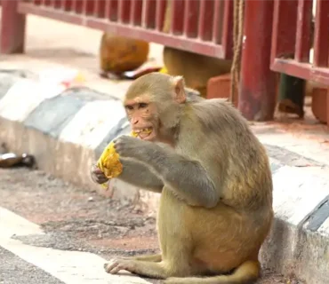 Truesewa- Monkey Feeding (5)