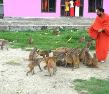 Truesewa- Monkey Feeding (6)