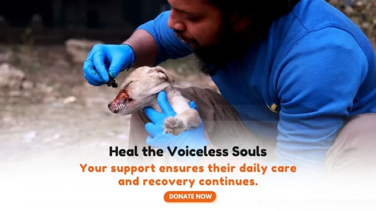 Wheels of Life: An Ambulance for Shivam’s Rescues